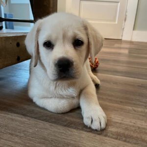 Sadie, Female