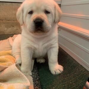 Milo, Male