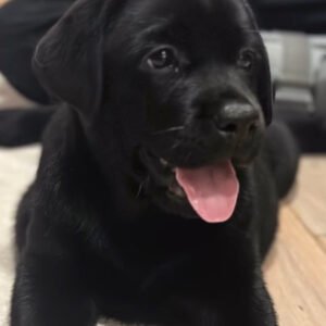 Rocky, Male