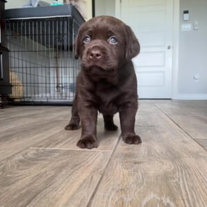 Finn, Male