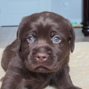 Duke, Male