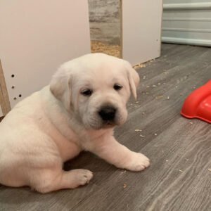 Buddy, Male