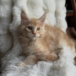 Charlie, Male