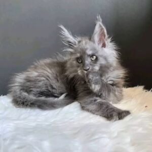 Zoe, Female