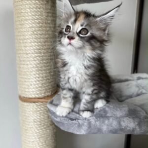Milo, Male