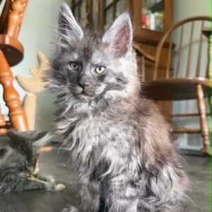 Rocky, Male