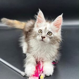 Sadie, Female