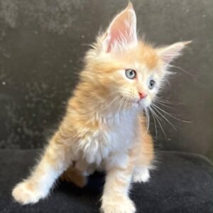 Finn, Male